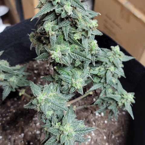 Unknown strain growlog photo: Harvest Day