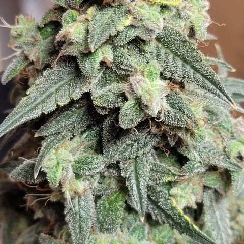 Unknown strain growlog photo: Harvest Day