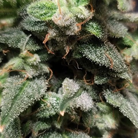 Unknown strain growlog photo: Harvest Day