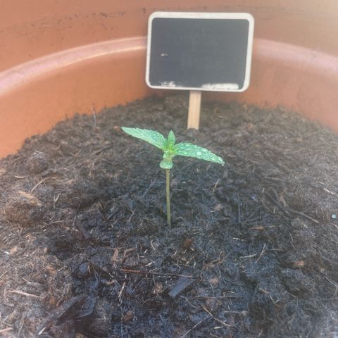 Purple Haze growlog timeline photo