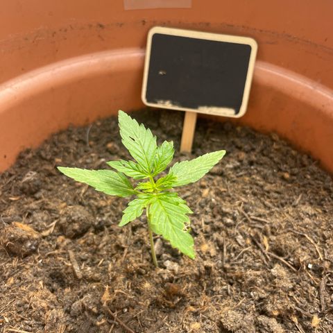 Purple Haze growlog timeline photo