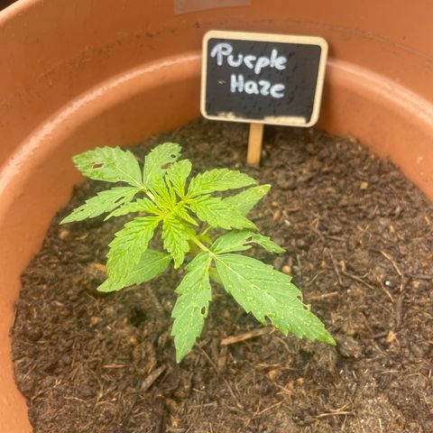 Purple Haze growlog timeline photo