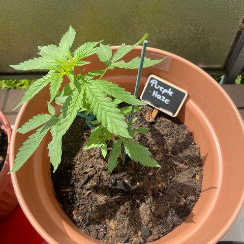 Purple Haze growlog timeline photo