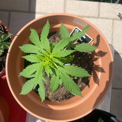 Purple Haze growlog timeline photo