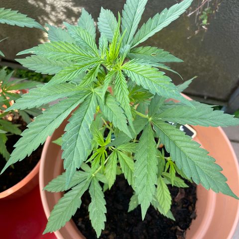 Purple Haze growlog timeline photo