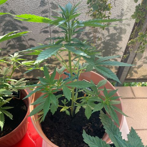Purple Haze growlog timeline photo