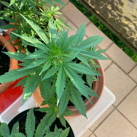Purple Haze growlog timeline photo