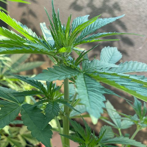 Purple Haze growlog timeline photo