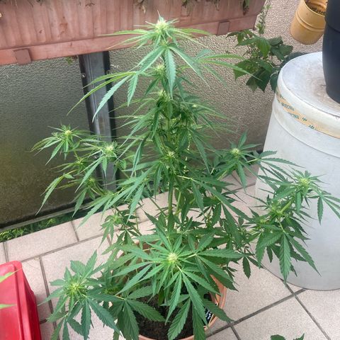 Purple Haze growlog timeline photo