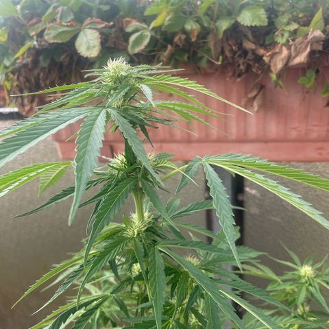 Purple Haze growlog timeline photo