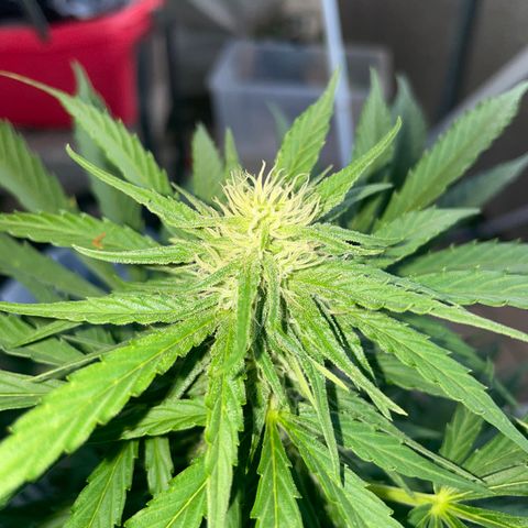 Purple Haze growlog timeline photo