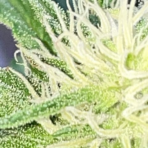 Purple Haze growlog timeline photo