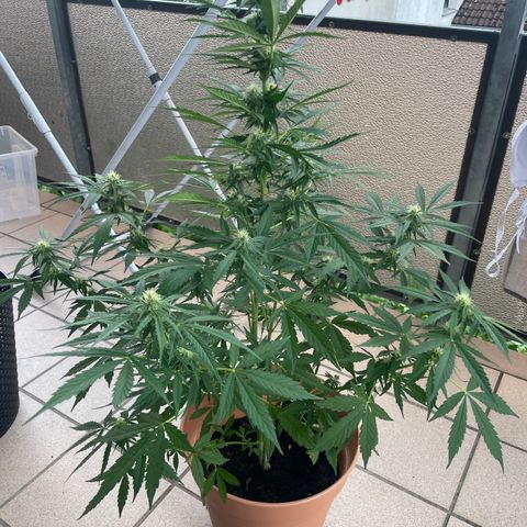 Purple Haze growlog timeline photo