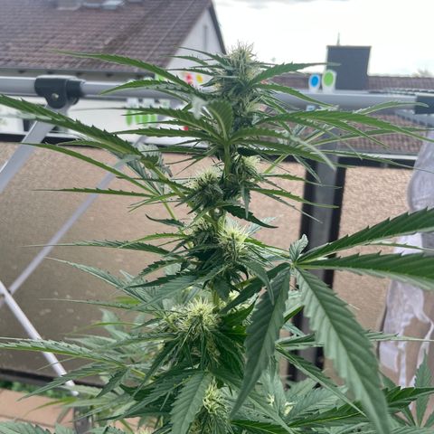 Purple Haze growlog timeline photo