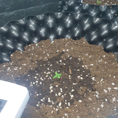 Critical widow growlog timeline photo
