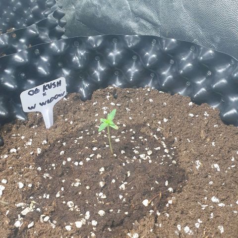 OG kush x White widow growlog timeline photo