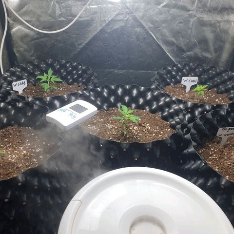 Critical widow growlog photo: Plants are well being developed, now by increasing temp. seems that it's helping to grow better