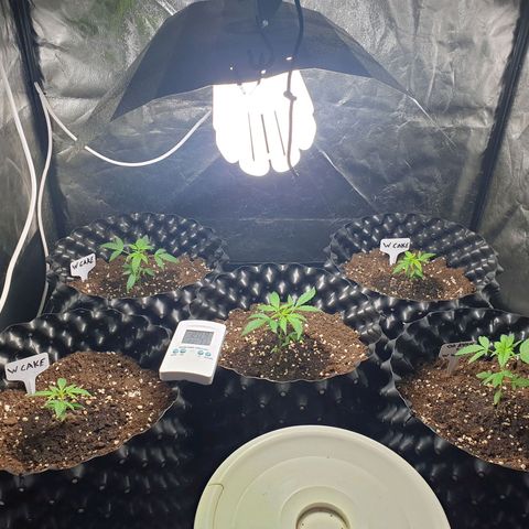 Critical widow growlog timeline photo