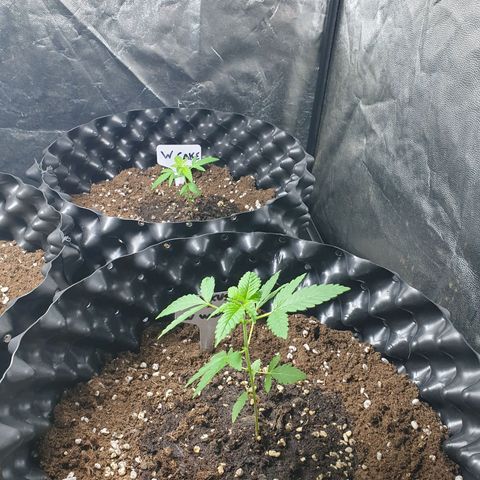 Critical widow growlog timeline photo