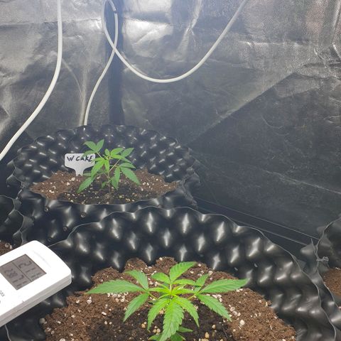 Critical widow growlog timeline photo
