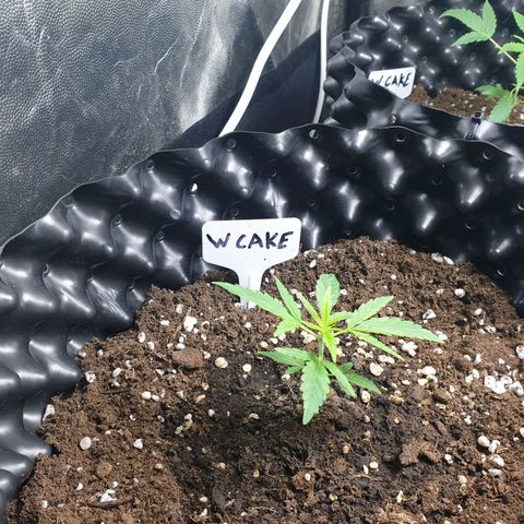 Critical widow growlog timeline photo