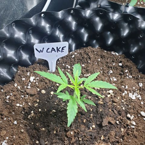Critical widow growlog timeline photo