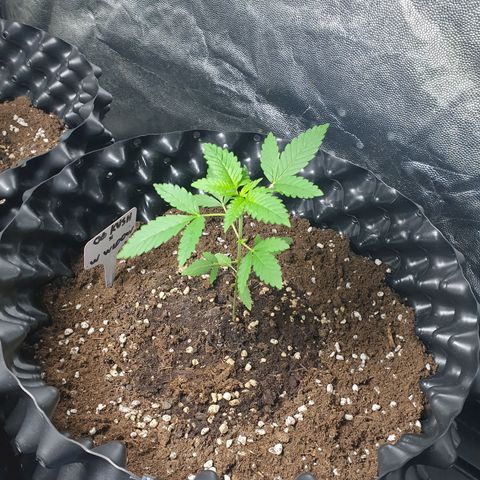 Critical widow growlog timeline photo