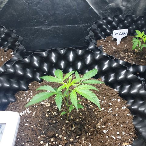 Critical widow growlog timeline photo