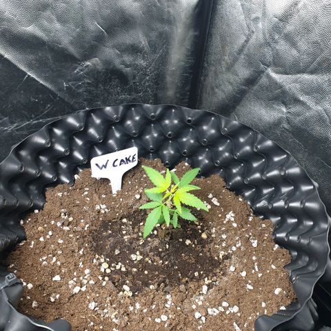 Critical widow growlog timeline photo