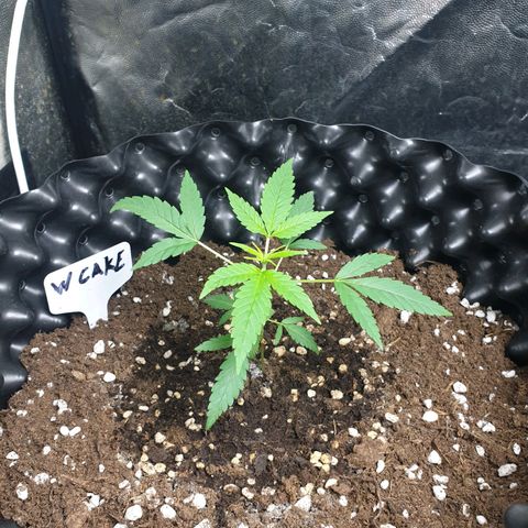 Critical widow growlog timeline photo