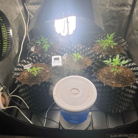 Critical widow growlog timeline photo