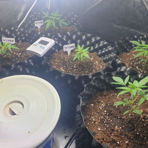 Critical widow growlog timeline photo