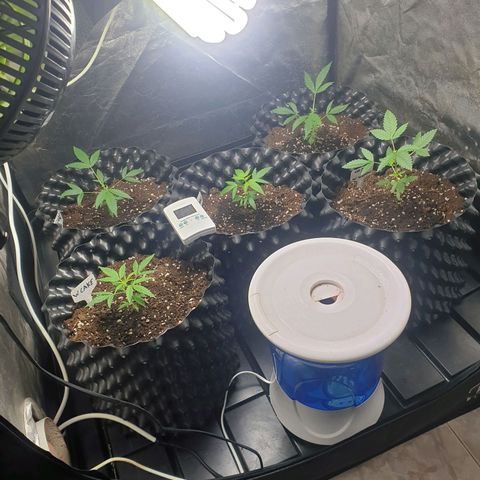 Critical widow growlog timeline photo