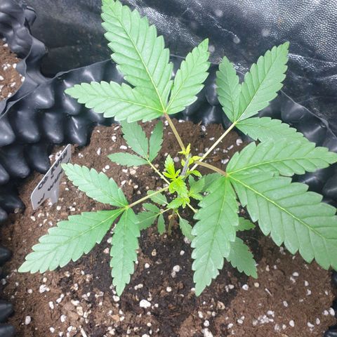 Critical widow growlog timeline photo