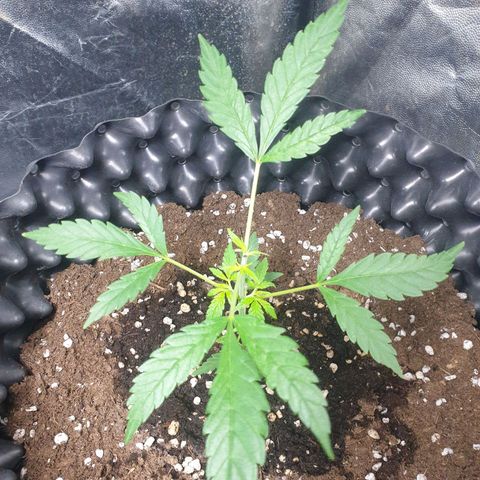 Critical widow growlog timeline photo