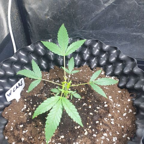Critical widow growlog timeline photo