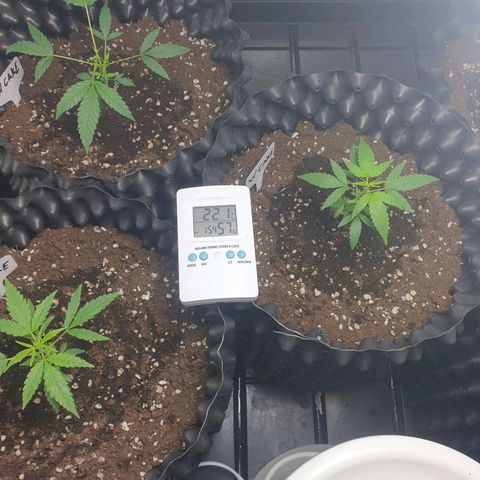 Critical widow growlog timeline photo