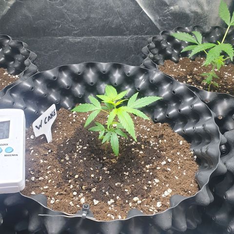 Critical widow growlog timeline photo