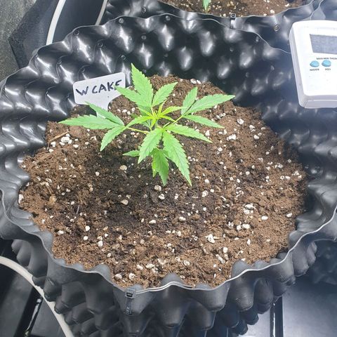 Critical widow growlog timeline photo