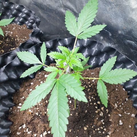 OG kush x White widow growlog timeline photo