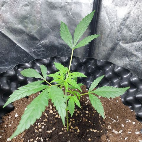 Critical widow growlog timeline photo