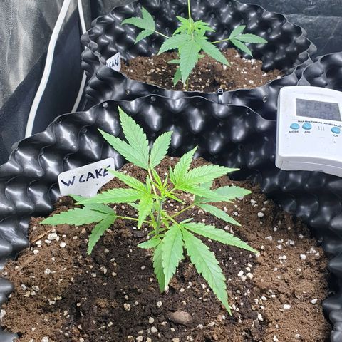 Wedding cake growlog timeline photo