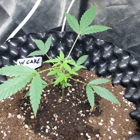 Wedding cake growlog timeline photo