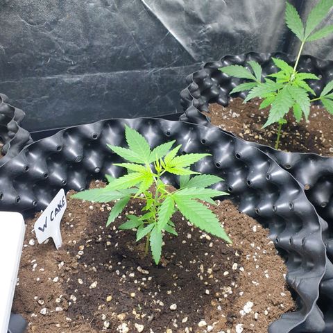Wedding cake growlog timeline photo
