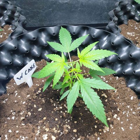 Wedding cake growlog timeline photo