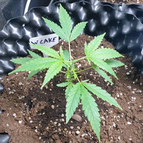 Wedding cake growlog timeline photo