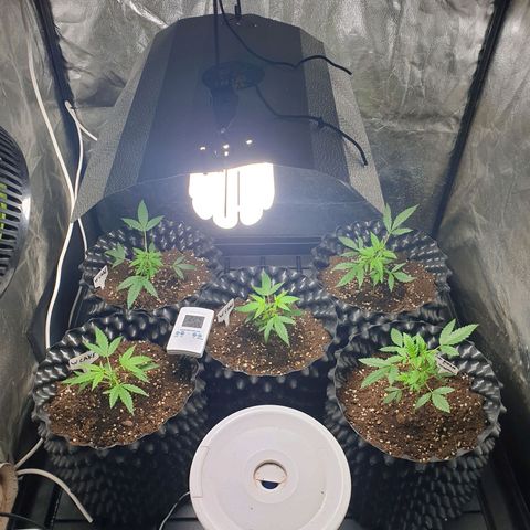 Critical widow growlog timeline photo