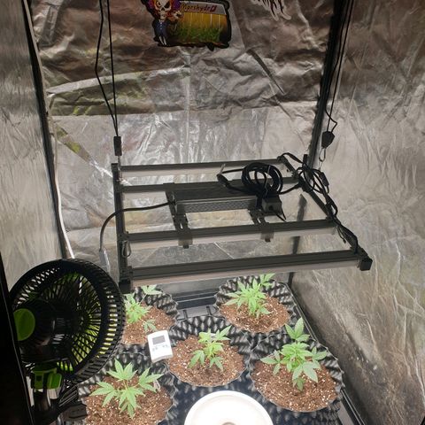 Critical widow growlog timeline photo