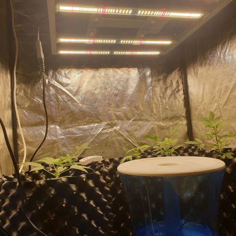 Critical widow growlog timeline photo