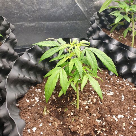 Wedding cake growlog timeline photo
